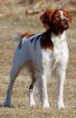 /album/ra%c3%a7as%20de%20cachorros%20%2c%20%28%3a/spaniel%20bret%c3%a3o-jpg/